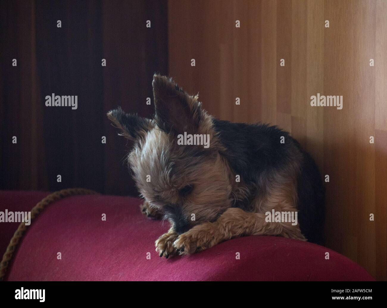 Moody's Bild von einem kleinen Hund im Gebet pose sitzen auf dem Arm von  einem roten Sofa Bild im Querformat Stockfotografie - Alamy