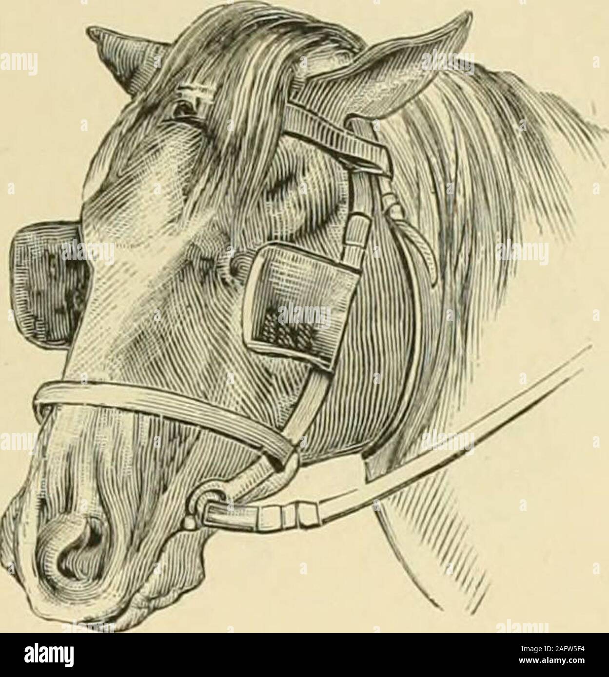 Die Standard Pferd Buch Bestehend Aus Der Zahmung Controlling Und Bildung Der Unversehrten Und Bosartige Pferde Gt 1 Abb 314 Der Alte Bauernhof Pferd Mit Jalousien Das Pferd Sollte Sehen Ein