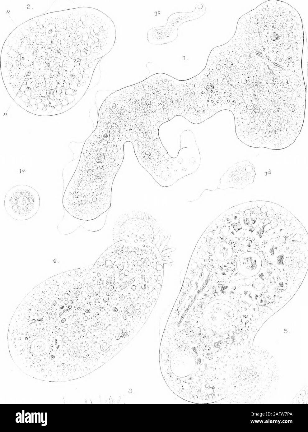 . Die britische Süßwasser und Rhizopoda Heliozoa. Platte 7 Platte VII. Fios. 1-3. Pelomyxa pahtstris G-reeff. (S. 74) Abb. 1.- Ordinarycondition bei aktiver Bewegung. Teich an JSTorthenEtchells, Cheshire, x über 100. Abbn. 1 a-d.-Phasen in der Entwicklung von amoebulaSj als observedby G-reeff. Abb. 2. - eine junge Person in restingstate, die innere Struktur, nach der G-reeff. xabout 60-70. Abb. 3. - Eine ungewöhnliche Phase der restingstate, das Plasma - Body Forming a Sub-sphärischen Masse? mit einer Franse feinen hyalinen pseudopodia. x über 150. 4-6. S. villosa Leidy. (S. 79) Abb. 4.- Normale conditionduring Acti Stockfoto