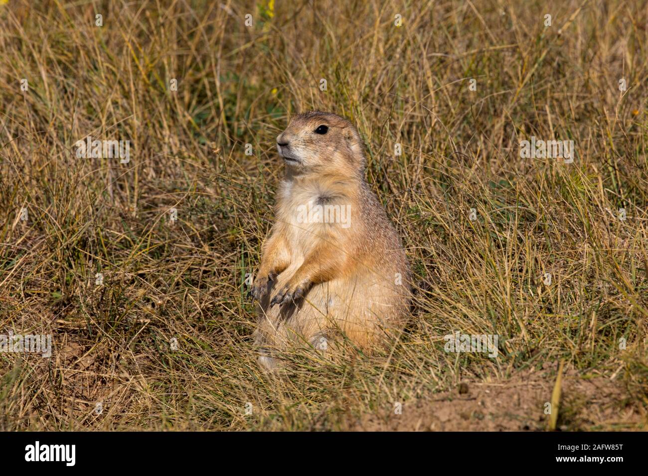 SEPTEMBER 29, 2019, Hulett, Wyoming, USA - Prairie Dog am Devils Tower National Monument, Wyoming Stockfoto