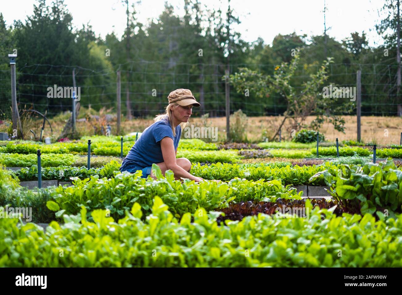 Weibliche Betriebsinhaber an Gemüsepflanzen tendenziell Stockfoto