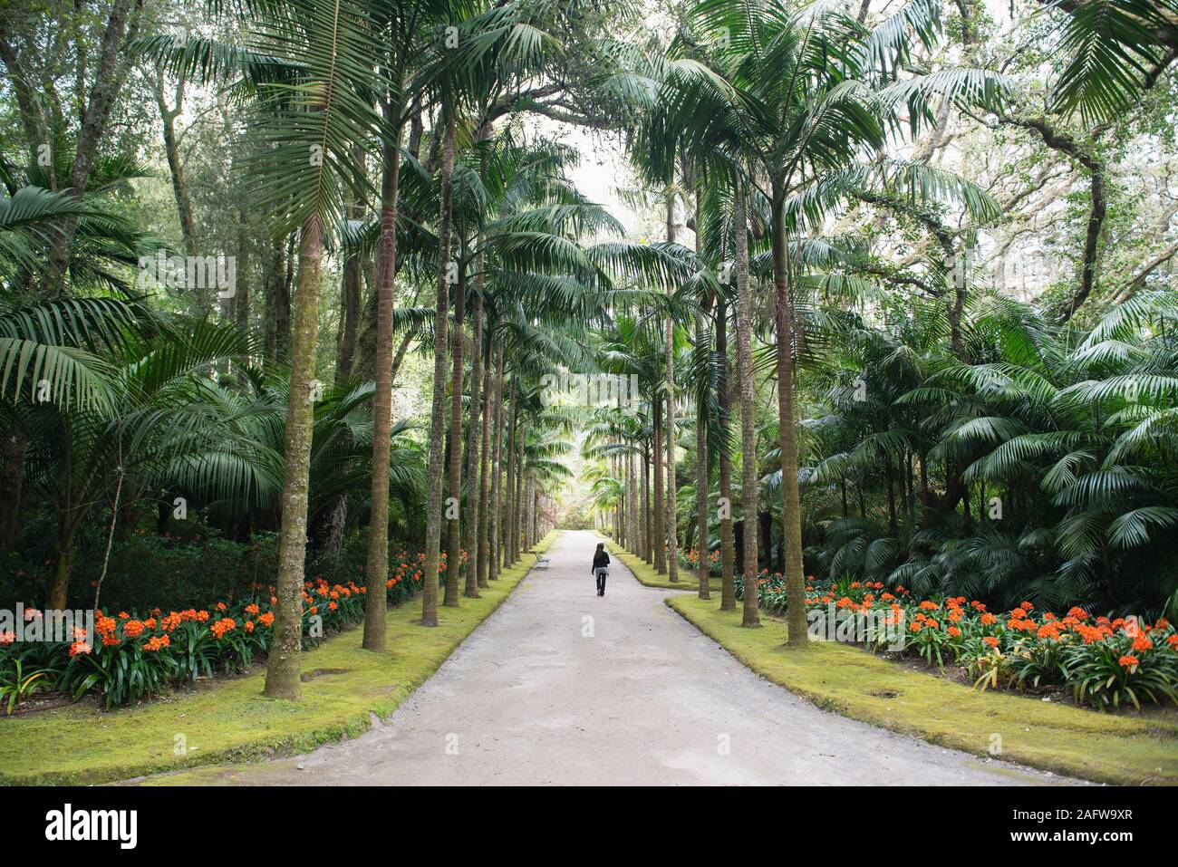 Frau entlang angelegten, Palmen gesäumten Auffahrt, Azoren, Portugal Stockfoto