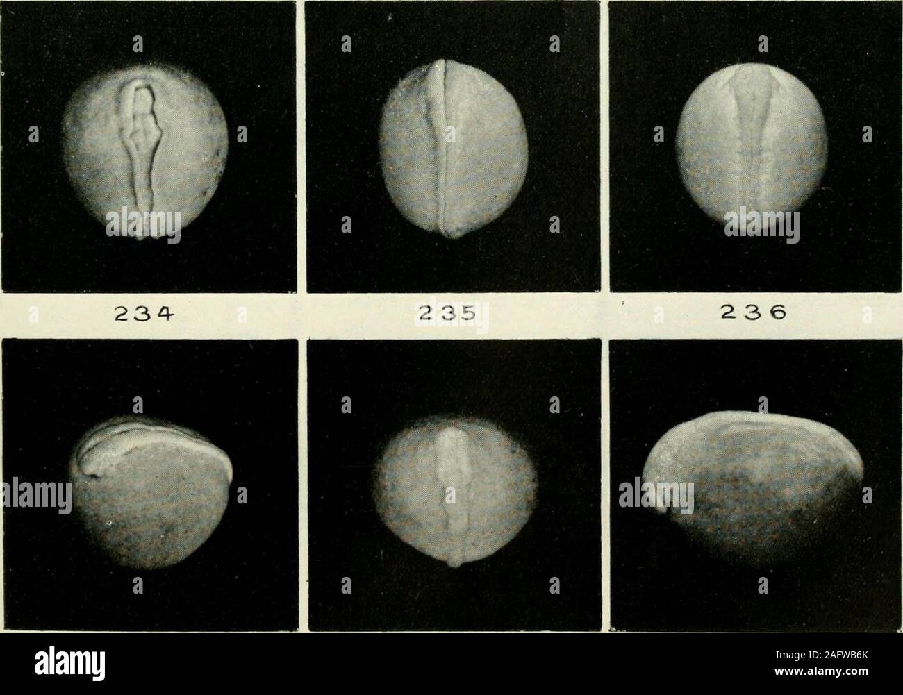 . Amtsblatt der Morphologie. 2 3 2 233. 237 2. 38 2 39 569 Platte 6 ERLÄUTERUNG DER ZAHLEN (Cryptobranchus allegheniensis) Bichromatc - Essigsäure - Formalin Fixation. X4. Ventrale Ansicht des Embryos in der vorangegangenen Abbildung gezeigt. Dorso-laterale Ansicht des Embryos in der vorhergehenden Abbildung Dorsale Ansicht der Embryo in der vorangegangenen Abbildung gezeigt. Ventrale Ansicht. Laterale Ansicht des Embryos in der vorangegangenen Abbildung gezeigt. Laterale Ansicht. Dorsalansicht. Laterale Ansicht des Embryos in der vorangegangenen Abbildung gezeigt. Laterale Ansicht. Laterale Ansicht. 240 Stufe 17. 241 Stufe 17. 242 Stufe 17. 243 Stufe 18. 244 Stufe 18. 245 Sta Stockfoto