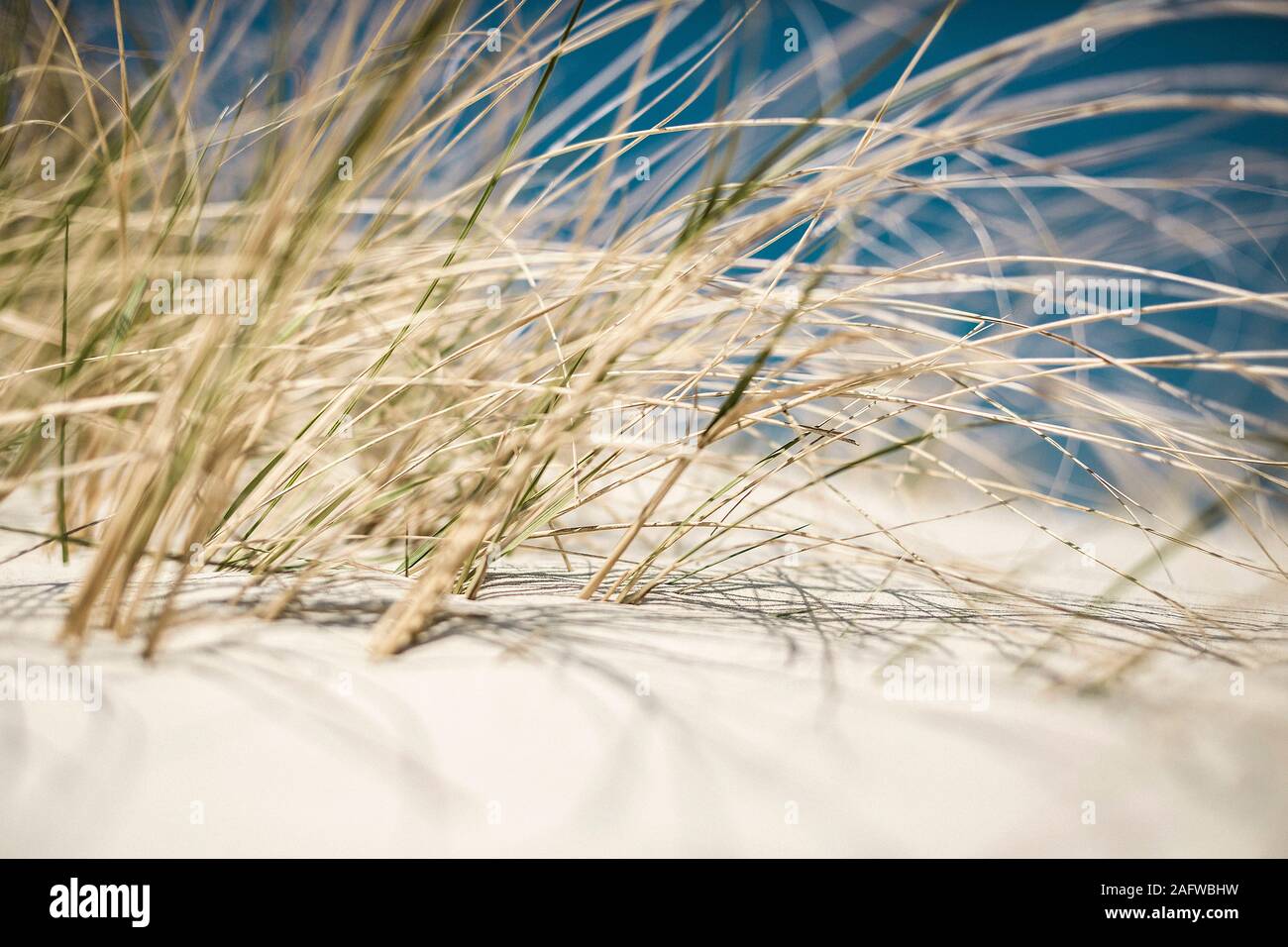 Close up Beach Gras wachsen im sonnigen Sand dune Stockfoto