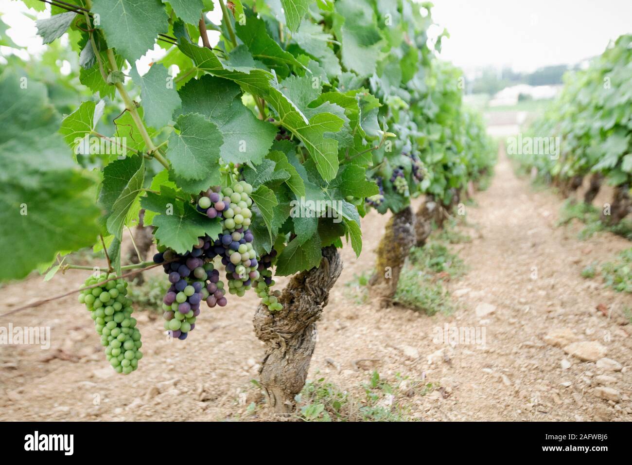 Wein Trauben wachsen auf Reben im Weinberg, Beaune, Burgund, Frankreich Stockfoto