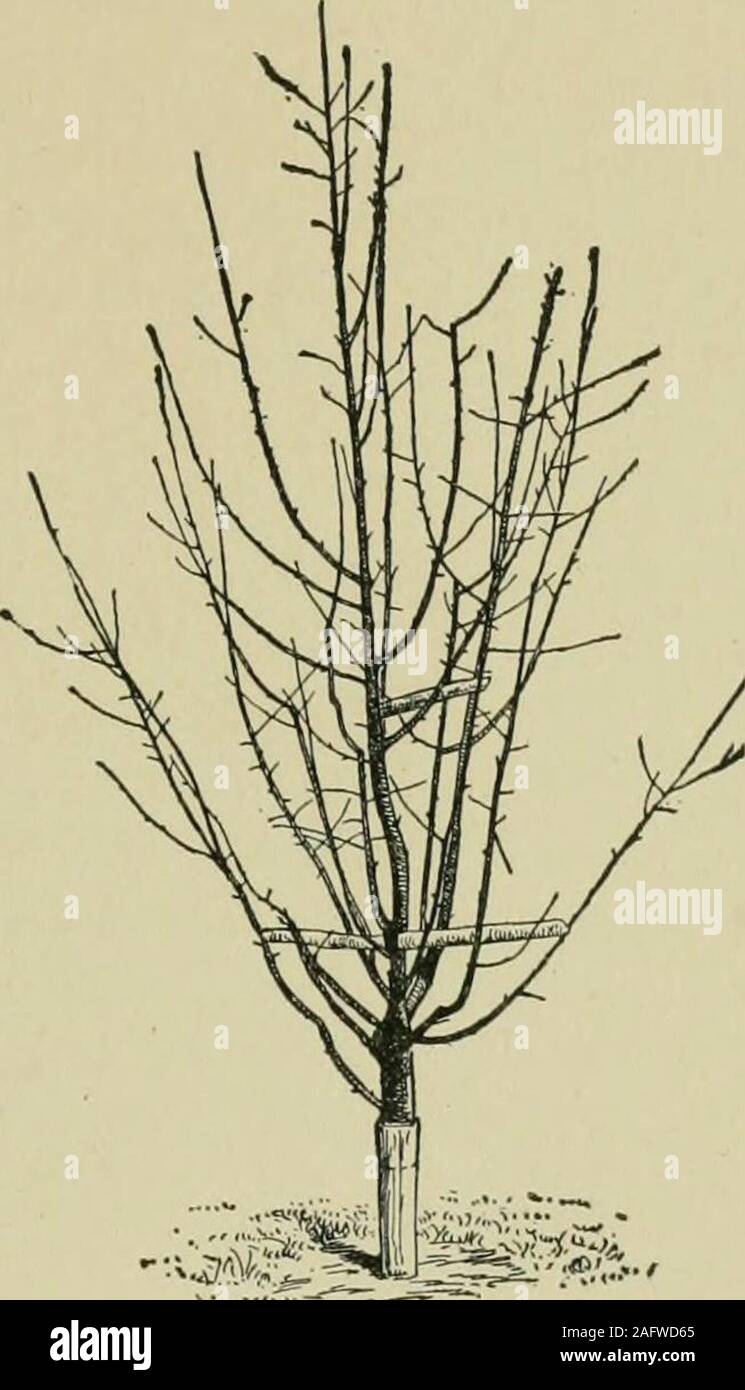 . Obst, Gemüse und Blumen, ein nicht-technisches Handbuch für ihre Kultur. Tipp: Vor und nach der Beschneidung. ^. sind Kirsche, Pflaume, Aprikose, Mandel, Johannisbeeren und Stachelbeeren. Einige producetheir Knospen auf den Seiten der Triebe, nicht auf die spurs. Dieser Der Pfirsich ist theleader, obwohl Mandeln, Japanische Pflaumen und Aprikosen auch tun dies mehr orless. Alle diese Bäume entwickeln Fruchtknospen ein Jahr und Blüte der followingspring. Diese Frucht Knospen kann von blattknospen während winterbecause unterschieden werden Sie rund sind - gekrönt und pralle anstelle von Spitz und dünn. Es gibt eine weitere Gruppe, die Pflanzen, von denen devel Stockfoto