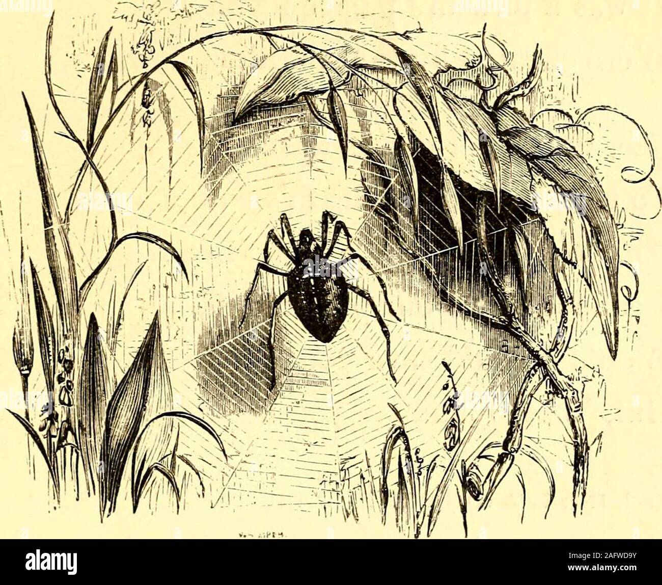 . Illustrierte Lieder und Hymnen für die Kleinen. : R - 103. Um den Verlauf des Cobwebs. Oh, wie schön! Kommen und cobweb Kochen hängen von dem Baum, wie fein es ist; wie regularThe Threads, die Leitern sind! Und wie der Tau, wie leuchtende Perlen,^ hängt, Zittern auf dem schlanken Threads! Aber, wie traurig! Arme kleine Fliegen, haben Sie versucht, die ziemlich zu Hause zu sterben, seine Schönheit sie gereizt; sie dachte, bevor der Film ihre Flügel verfangen hatte, 104 um den Verlauf des Cobwebs. Es war eine Freude, Palast; youWere durch die funkelnde Tau betrogen. Siehe, die Spinne kommt voran, Sie in seinem Todesfälle zu ergreifen; Ach, wie sie kämpfen, um frei zu sein Stockfoto