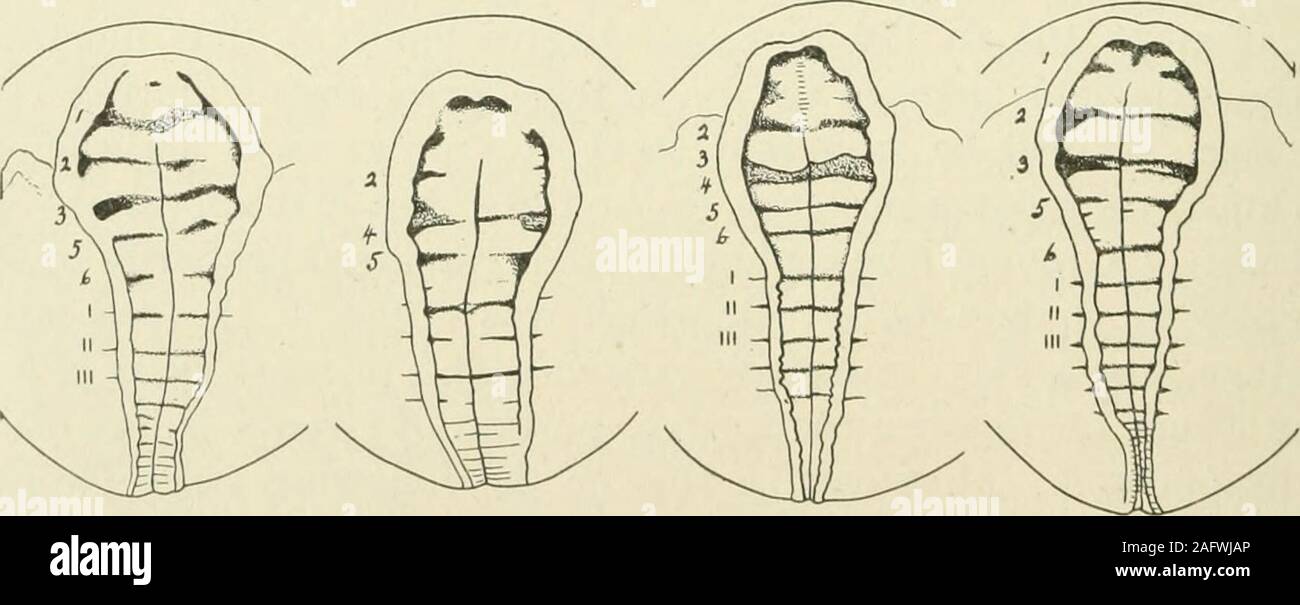 Konservierter embryo -Fotos und -Bildmaterial in hoher Auflösung – Alamy