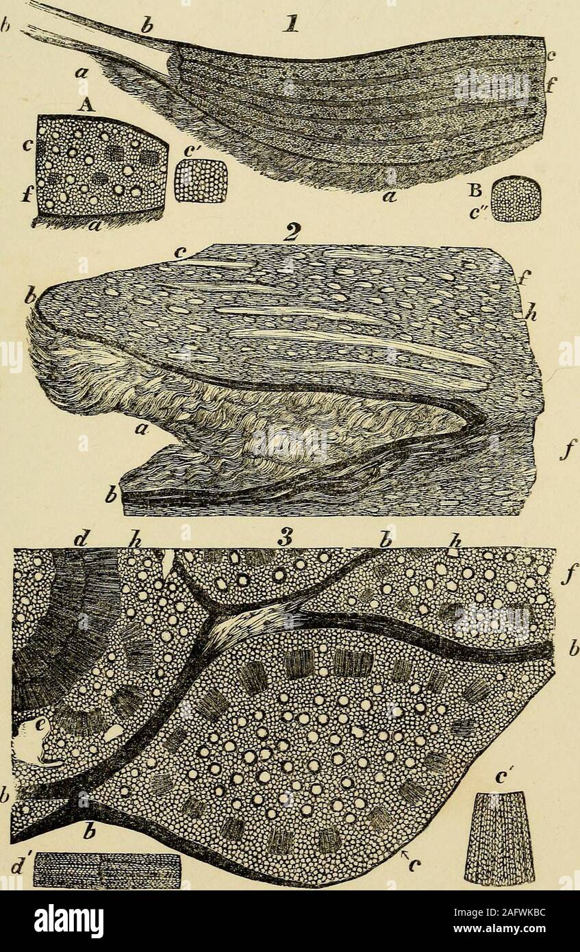 . Geologie und Mineralogie mit Bezug auf natürliche Theologie betrachtet. Abschnitte der Knospen und Blattstiele der Cycadites Microphyllus von I. in Portland. Nat. Größe. PL 62.. Vergrößerte Abschnitte der Blattstiele der jüngsten und fossilen Cycadecc. Stockfoto