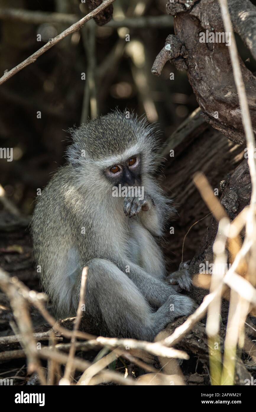 Junge Meerkatze in einem ruhigen Moment mit seinem Daumen saugen Stockfoto