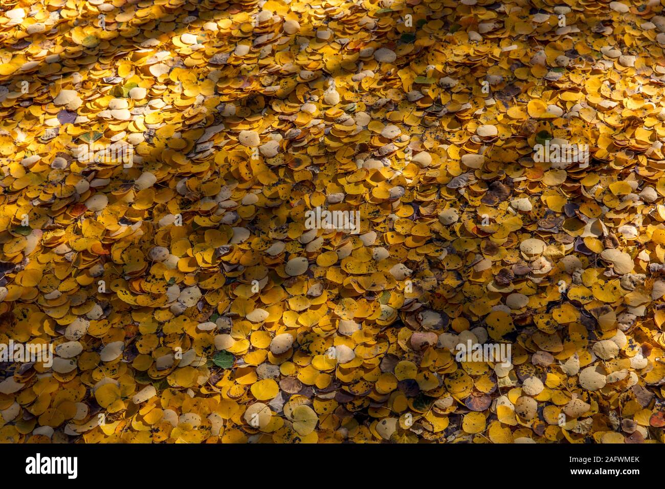 Oktober 9, 2019, Telluride, Colorado, USA-Decke von Espen bei Cushman See, Telluride Colorado aus dem State Highway 145 in der Nähe von Mountain Village Stockfoto