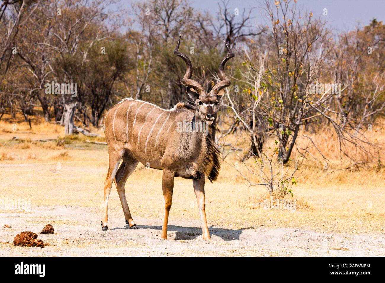 Männlicher Kudu Aussichtspunkt bei Savannh, Sunny Time, Moremi Wildreservat, Okavango Delta, Botswana, Südliches Afrika, Afrika Stockfoto