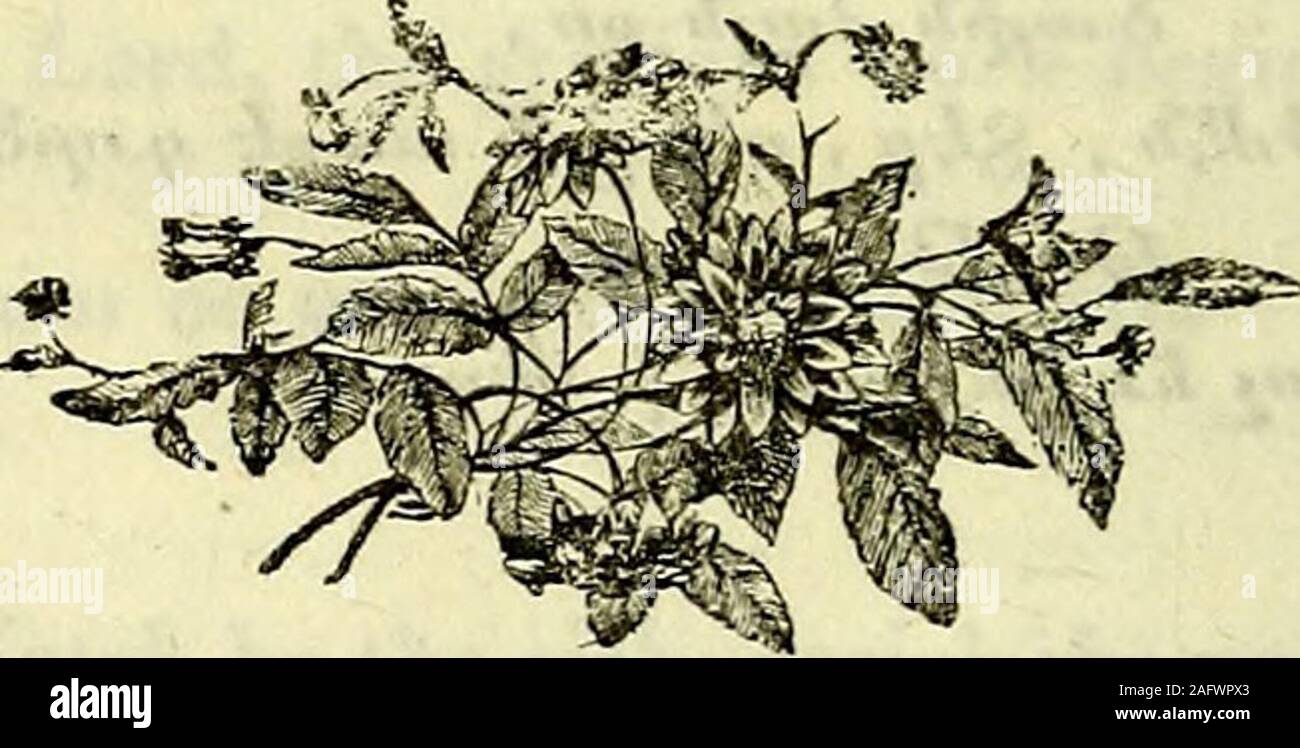 . Schönheiten der englische Dichter=Tsaghkakʻagh kʻertʻoghatsʻ Angghiatsʻwotsʻ. Ogi 210?&Gome in der Nähe und segne uns, wenn wewahe, Ehe durch die Welt unser Weg wir nehmen: Bis in den Ozean deiner Liebe, die wir im Himmel verlieren. 1 -, * ite * V^. "?? 211 m&?&gt;? II oiitytkitt oJha?????????????^3"?? Qli -?????? ??? ????????? ?/?? ??-????? ,????? ???????? ???????*??????????1???????? ?? ??? ??????? : Stockfoto