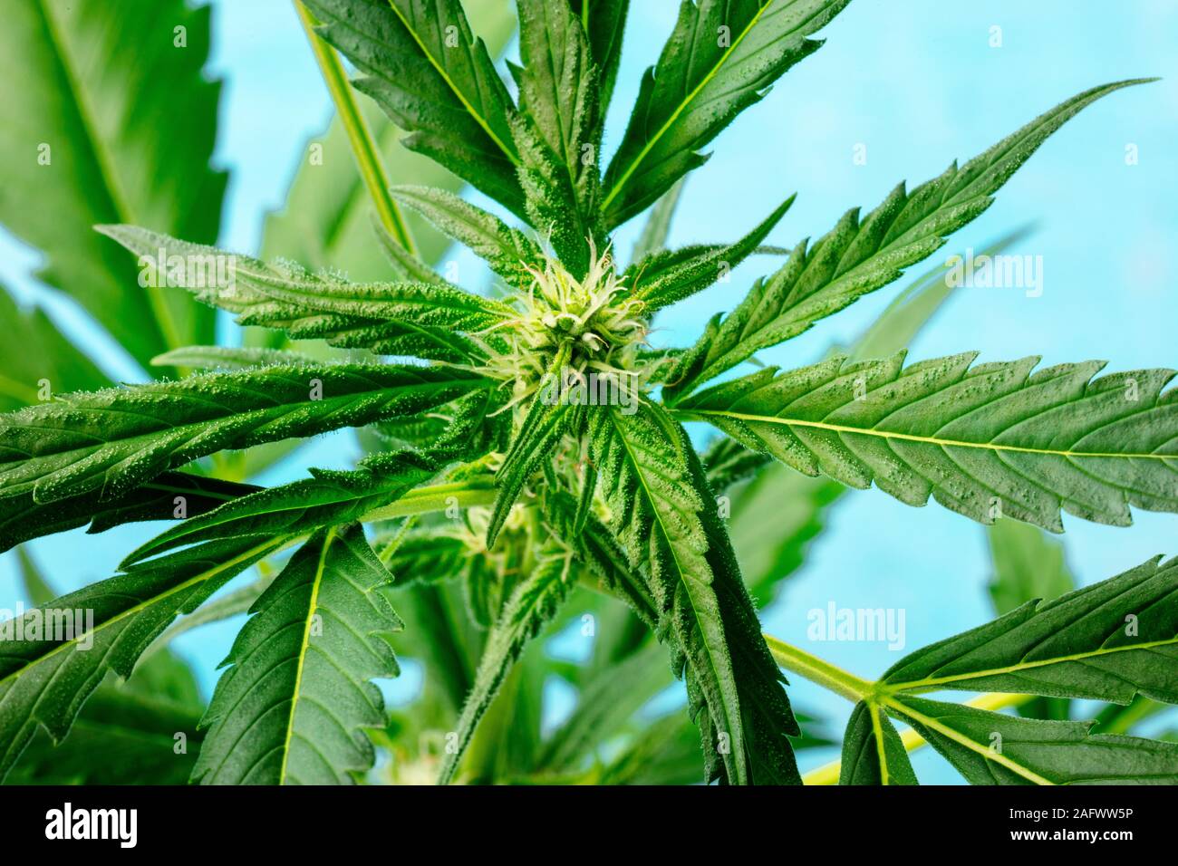 Cannabispflanze mit lebendigen Blätter, weiße Narben und trichome, wachsende Marihuana zu Hause Stockfoto