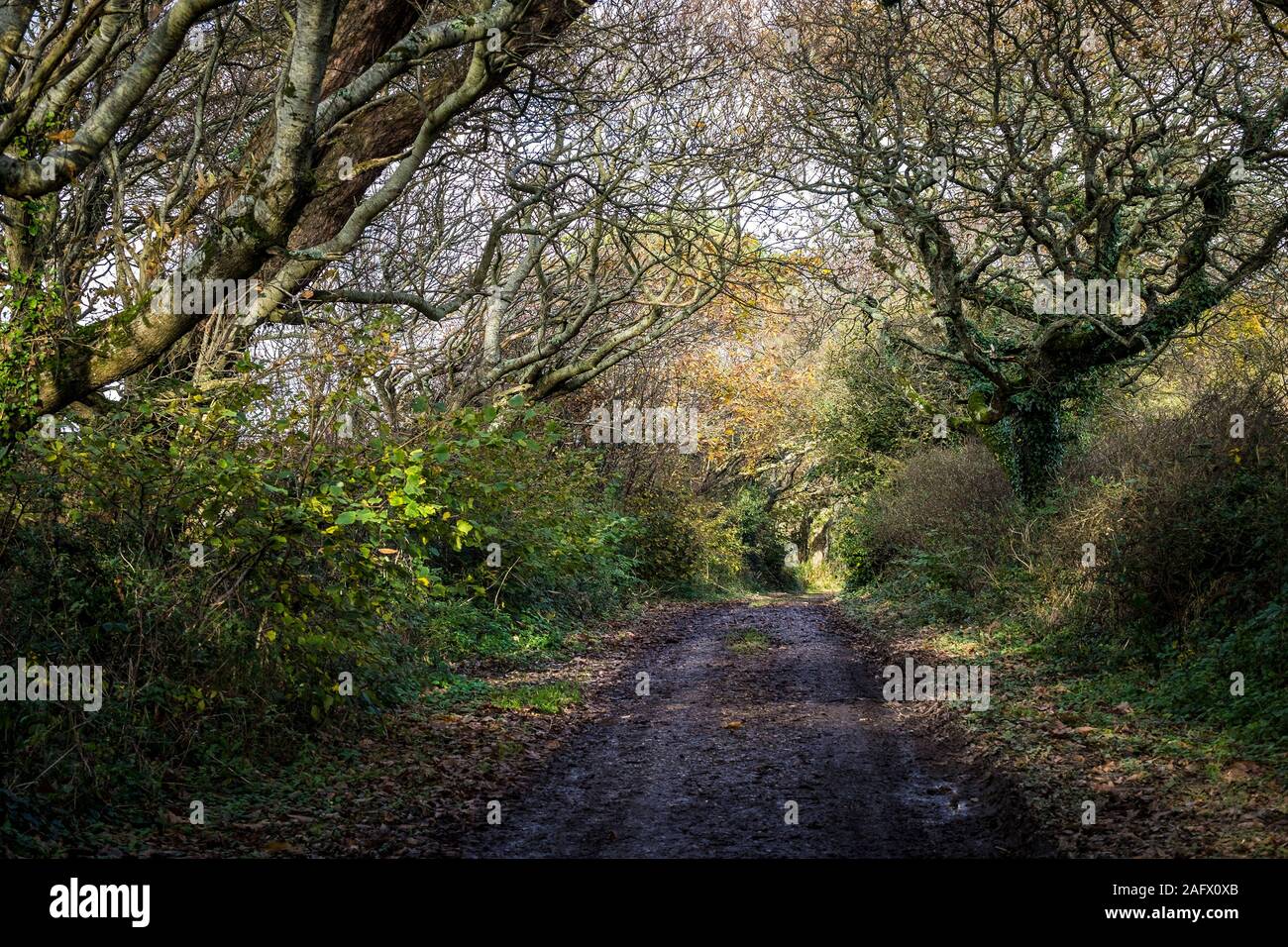 Einen schlammigen Weg in Colan Woods, der überwucherte Gelände des historischen Tanne Hill Manor in Colan Pfarrei in Newquay in Cornwall. Stockfoto