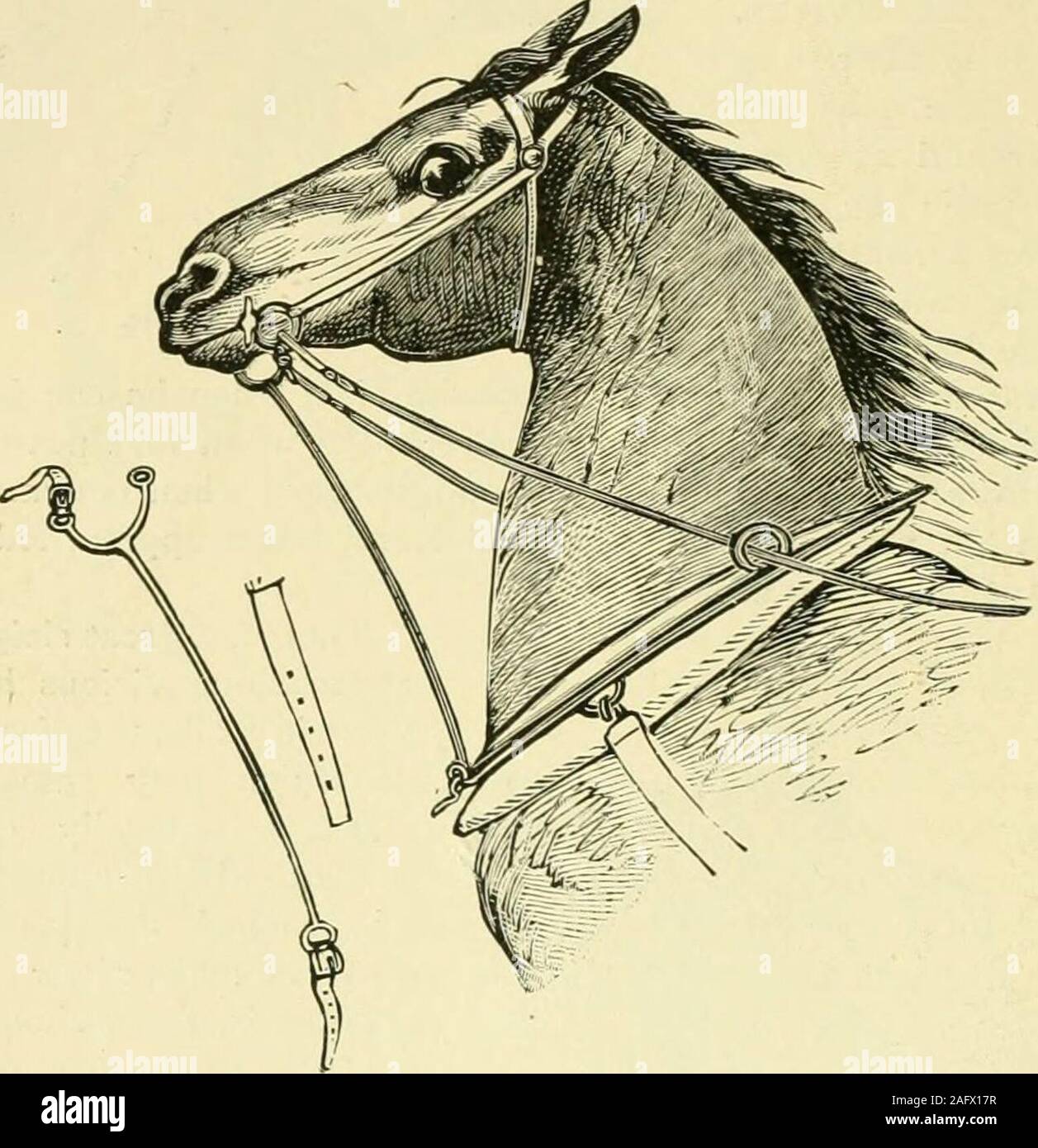 . Die standard Pferd Buch, bestehend aus der Zähmung, Controlling und Bildung der unversehrten und bösartige Pferde. Abb. 238.- ein Teufelskreis Kicker. 178 treten. Das Pferd kann auf den ersten Blick zurück und versuchen yourstrength zu messen und entsorgt werden Ihre Vorauszahlung in Frage zu stellen. Es wird jedoch der wird jetzt sein. Seht ihn mit aller Entschlossenheit youcan, und wiederholen Sie das um! Mit den meisten gründliche vim ofexpression. Wenn ein Mann von Nerv, aber nur wenige Pferde gehorchen. Ifhe Schritte um, egal ob die Ohren sind zurück, und stellen Sie die eyespartly geschlossen, mit einer Neigung zu treten, wird es nur selten. Fi Stockfoto