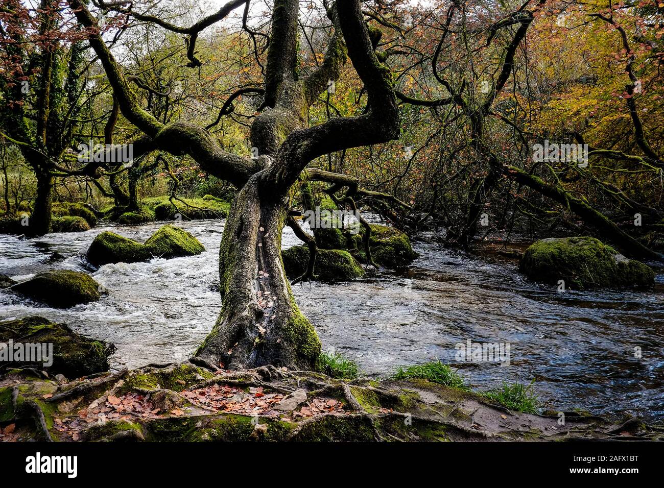 Die River Fowey fließt durch ein herbstliches alten Wald in Cornwall Draynes. Stockfoto