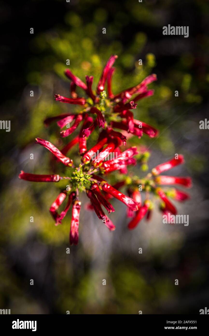 Fynbos Vegetation mit roten Blüten, die wie kleine Chilis, Western Cape, Südafrika Stockfoto