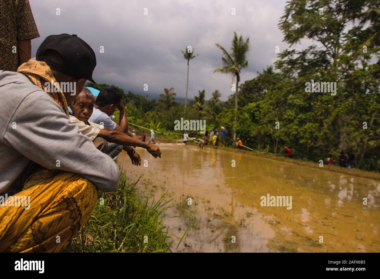 Im Aufwachraum jawi "bull Race" ist eine traditionelle bull Rennen in West Sumatra. In den Rennen, ein Jockey steht auf ein paar lose gebunden Stiere Stockfoto