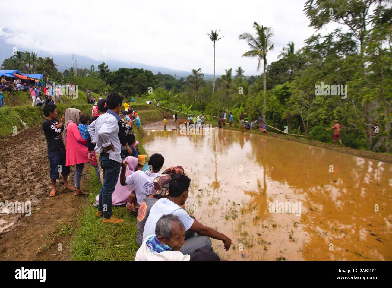 Im Aufwachraum jawi "bull Race" ist eine traditionelle bull Rennen in West Sumatra. In den Rennen, ein Jockey steht auf ein paar lose gebunden Stiere Stockfoto