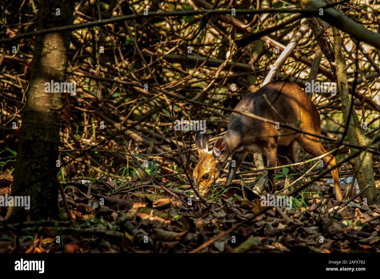 Bush Buck Beweidung auf die Triebe des frischen, grünen Gras im Dickicht in iSimangaliso Wetland Park, Südafrika. Stockfoto