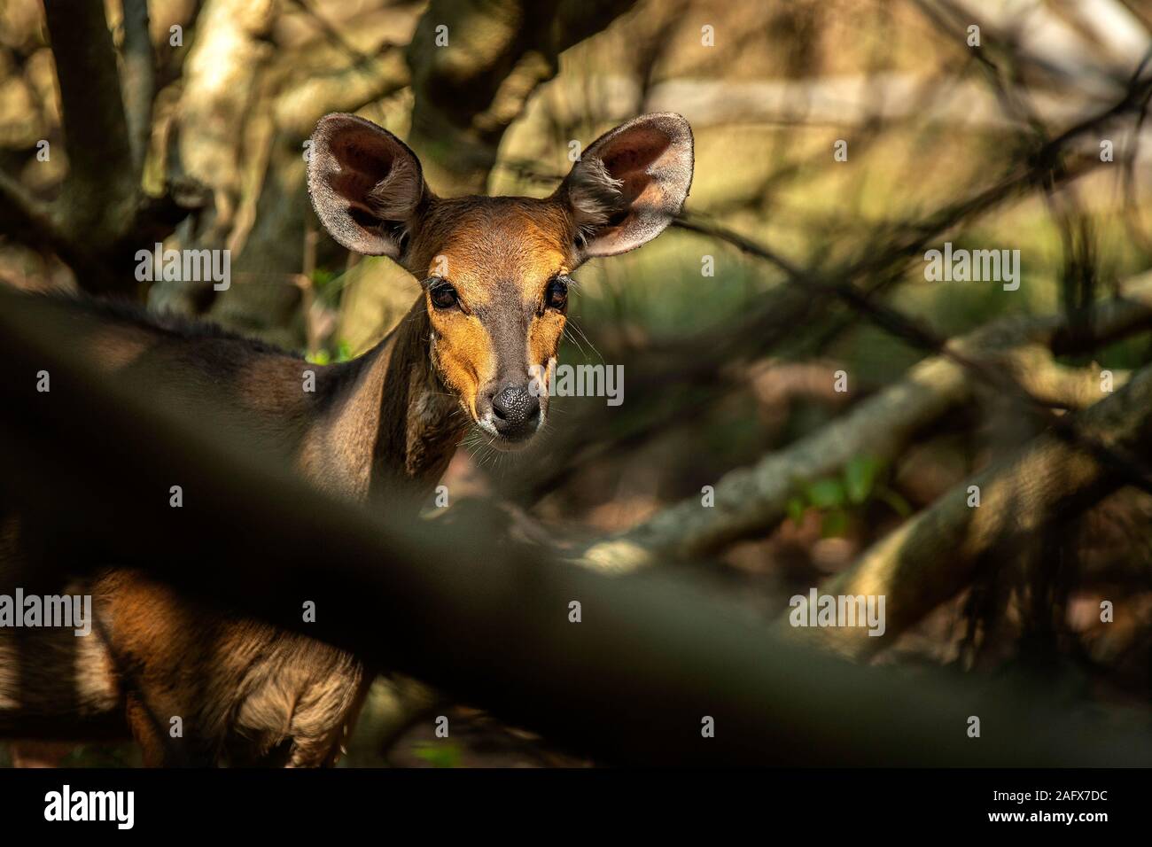 Kopf geschossen von einem gut beleuchteten Bush Buck; Blick aus einem Dickicht in iSimangaliso Wetland Park, Südafrika. Stockfoto