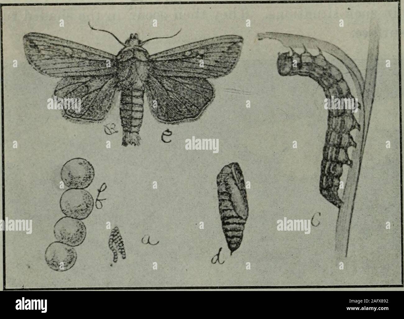 . Anhang zu den Zeitschriften des Senats und der Zusammenbau der ... Tagung der Gesetzgebung des Staates Kalifornien. Cribed. - Das Ei der Armee - wormmoth ist ein winziges weißlichen Kugel mit einem Durchmesser von nur etwa einem fiftiethof Zoll. Beim ersten hinterlegt Es ist trübe und undurchsichtig, aber bald nach-Station wird es glänzend und mehr oder weniger schillernden. Gerade vor dem Schlupf 142 BERICHT DES VORSTANDS DER GARTENBAU. Es scheint viel dunkler. Die sphärische Gliederung in viele Exemplare ischanged durch die klebrigen Materialien verbunden, die zum Zeitpunkt der eggsare hinterlegt. Die Larve, wenn sie voll ausgewachsen ist, in der Form Stockfoto