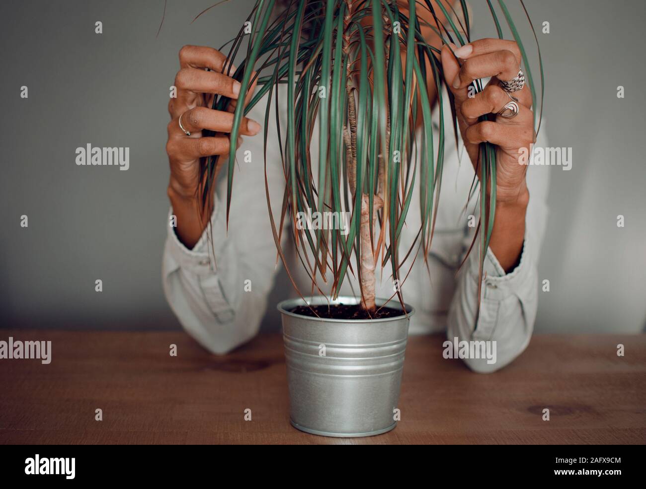 Selektiver Fokus auf die Hände einer schwarzen Frau, die eine Innenanlage im Topf pflegt (Dracaena marginata) Stockfoto