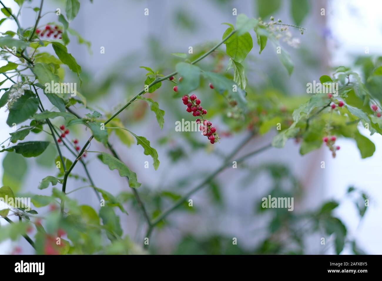 Dekorative Pflanze rivina mit Büscheln von roten Beeren und weißen Blumen Stockfoto