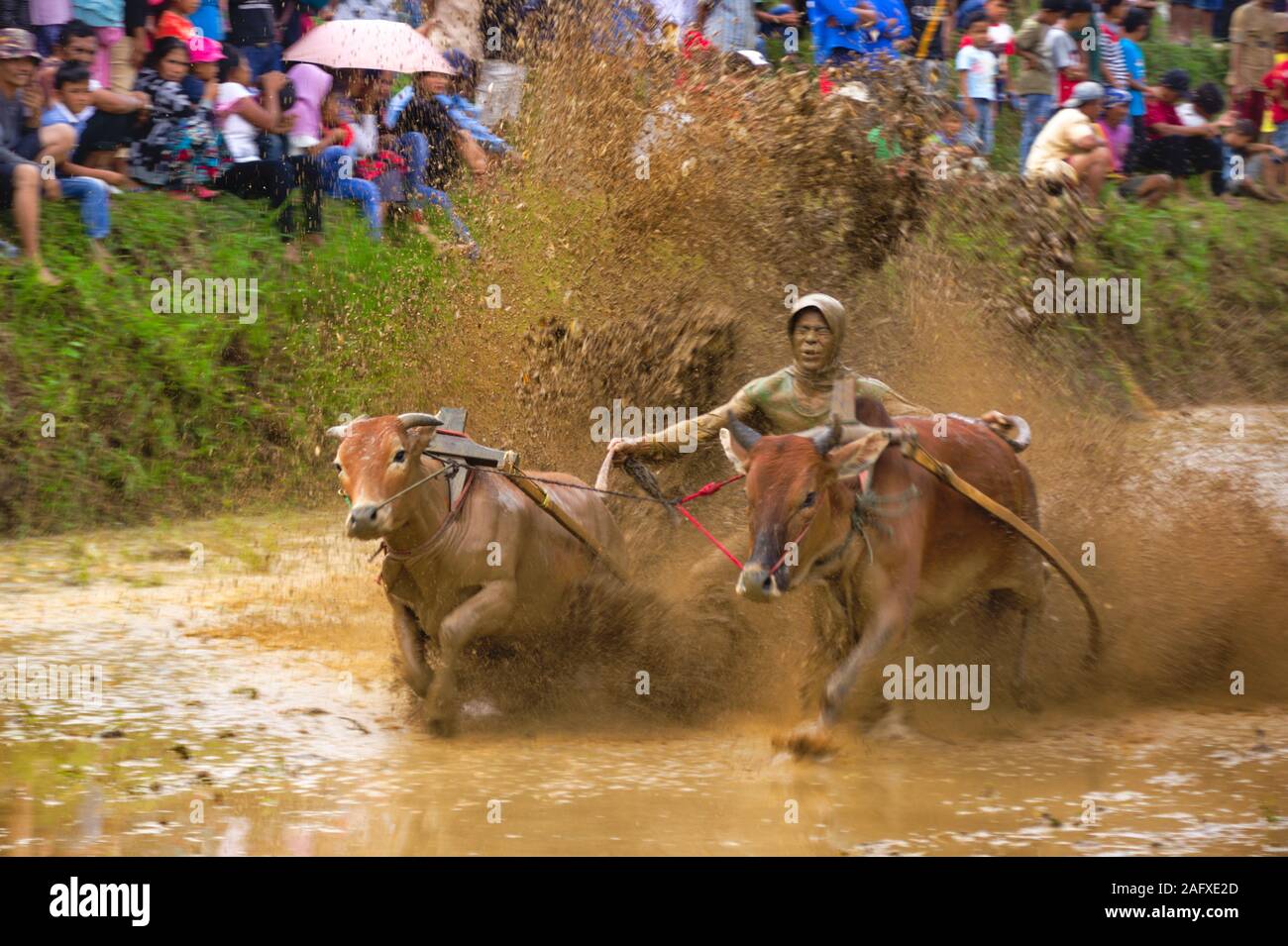 Im Aufwachraum jawi "bull Race" ist eine traditionelle bull Rennen in West Sumatra. In den Rennen, ein Jockey steht auf ein paar lose gebunden Stiere Stockfoto