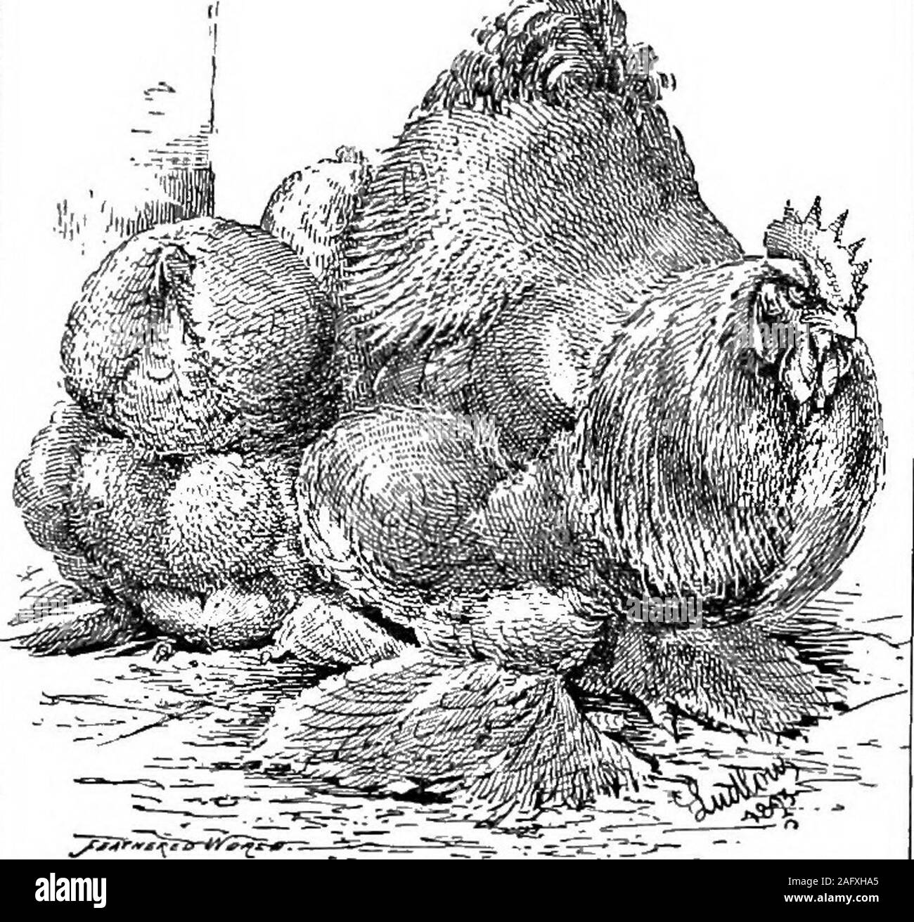 . Das Geflügel Handbuch. Eine komplette Anleitung für den Züchter und Aussteller... Gewinner der Silber Medaille, der höchsten Auszeichnung, Internationale Show, London. Förderung der Mütter DIE FÜHRENDE MASCHINE DES ALTERS durch den höchsten Behörden ausgesprochen Absolut unerreicht. Preis und Kapazität/60 Küken Kapazität; 52 13 0... 100 Küken Kapazität; 53 3 0 150 Küken Kapazität, j £ 4 4 0 vollständig und bereit Lor sofort verpackt. Komplett beschreibenden Katalog kostenlos auf Antrag. A. E.W. PHIPPS, Telegrammanschrift: Inkubator, Harborne. MIDLAND ARBEITET, HARBORNE, Birmingham. Teleplione: 268 Edgbaston,. Eine SALEOF ÜBER Stockfoto