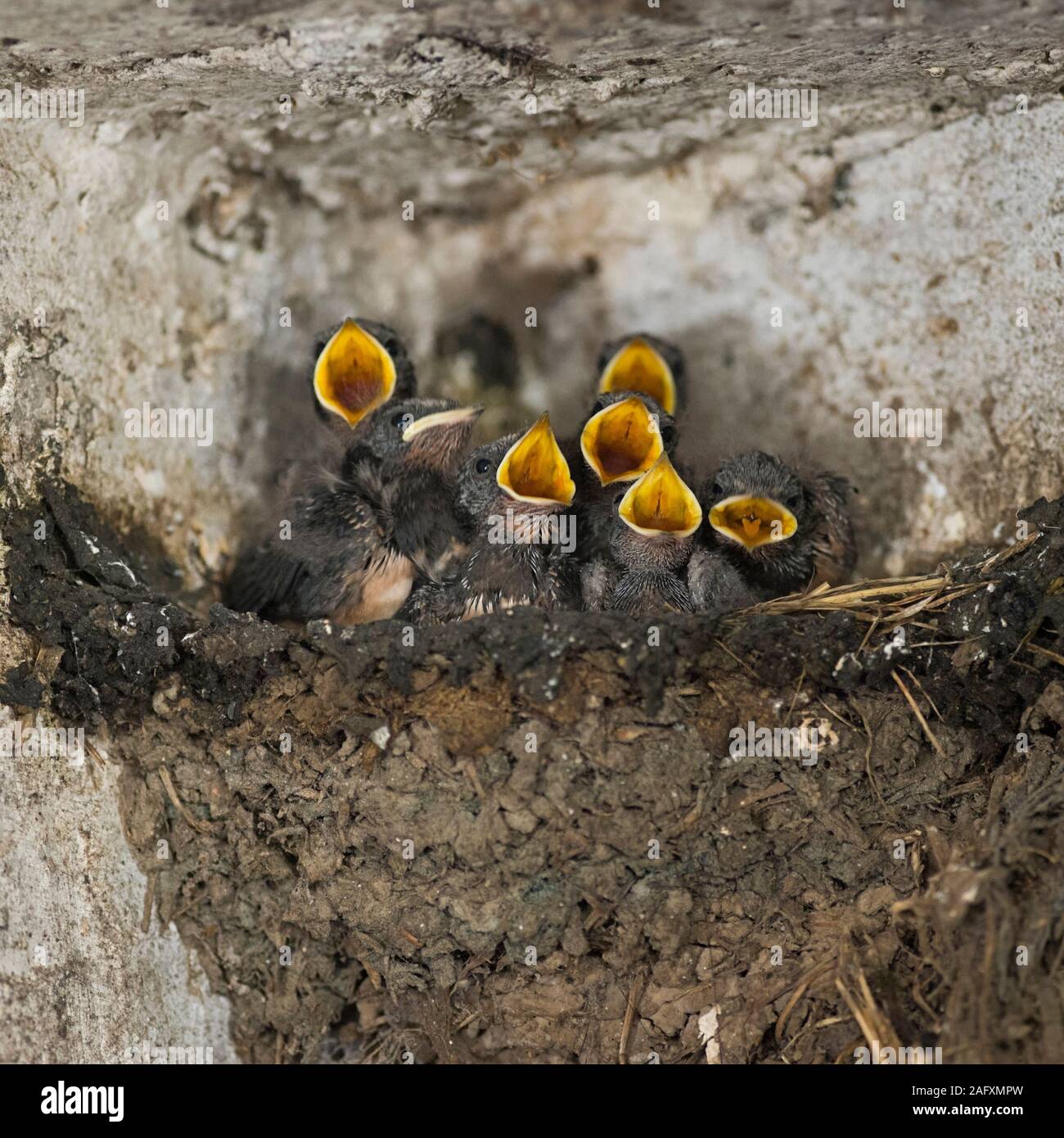 Rauchschwalben (Hirundo rustica), sieben jungen Küken in einem Nest, Betteln, weit geöffneten gelben Schnäbeln, sieht lustig, wildilfe, Europa. Stockfoto