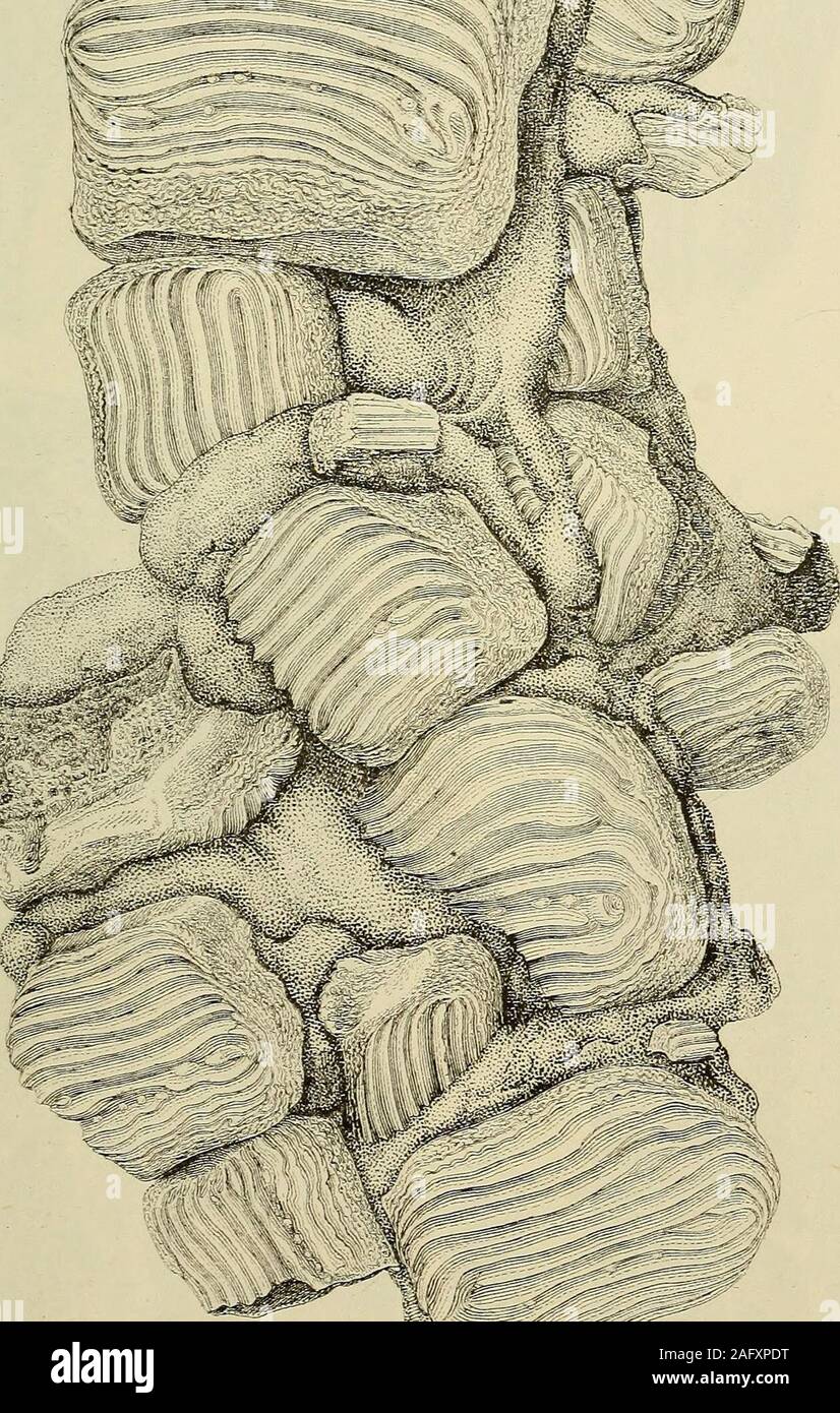 . Geologie und Mineralogie mit Bezug auf natürliche Theologie betrachtet. %N. &Lt;* 5 FL, G#. Stockfoto