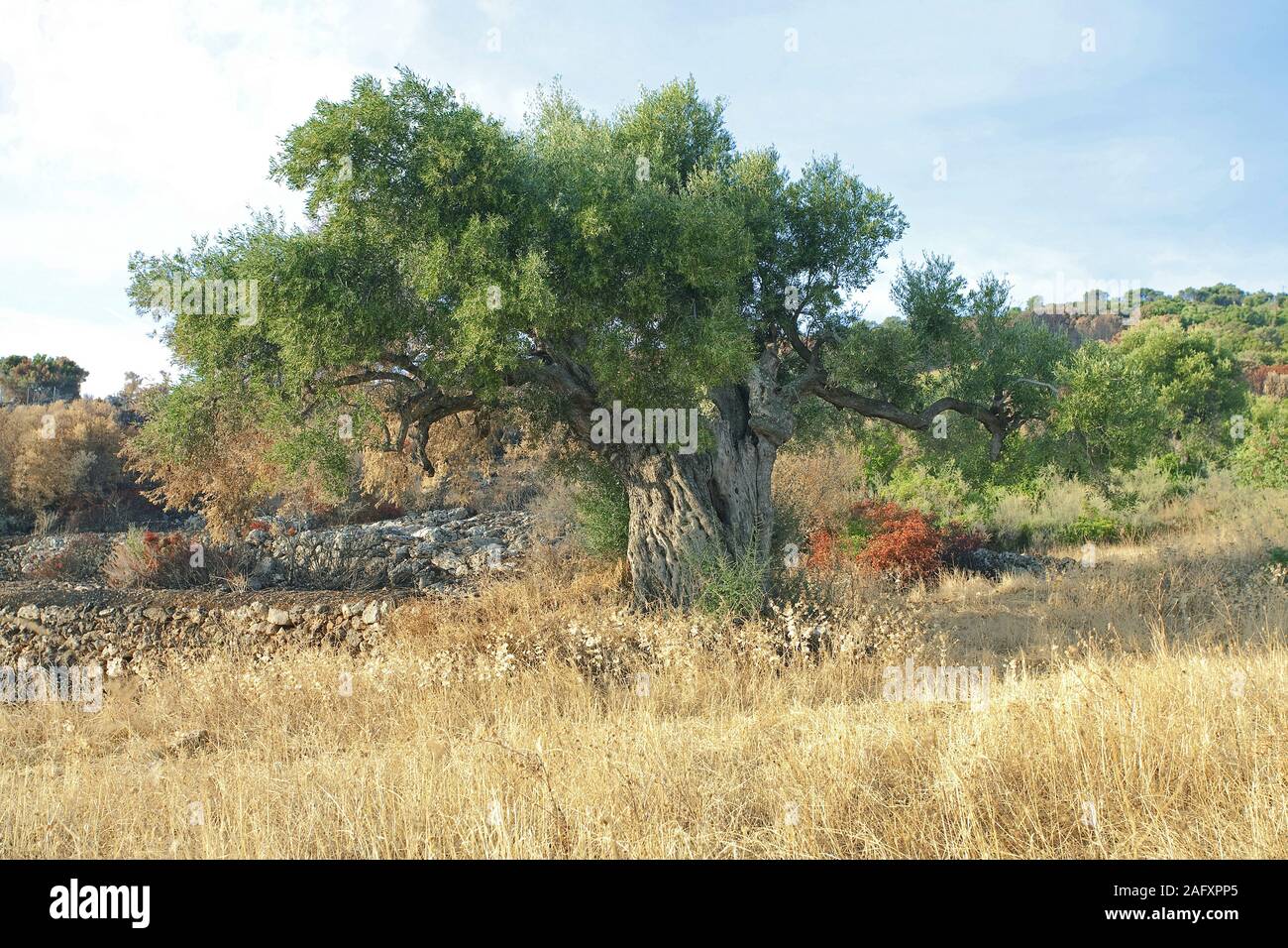 Alte knorrige Olivenbaum Olivenbaum (Olea europaea) in Limni Keriou, Zakynthos Insel, Griechenland Stockfoto