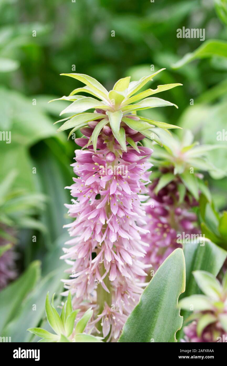 Eucomis Blume. Ananas Lily. Stockfoto