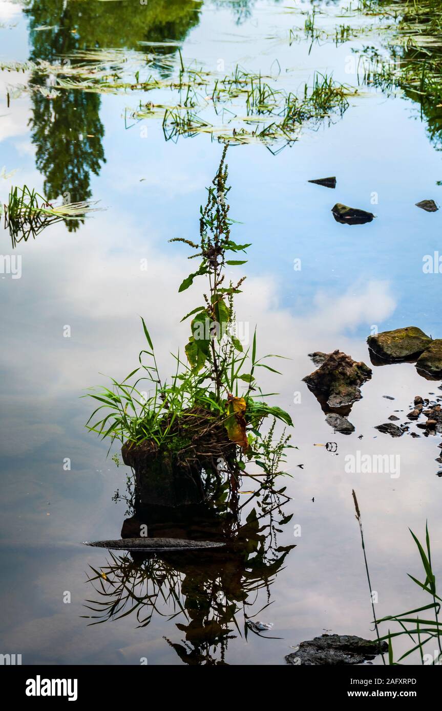 Unkraut wächst in einem Fluss mit blauem Himmel und Wolken in die reflektierende Oberfläche Stockfoto