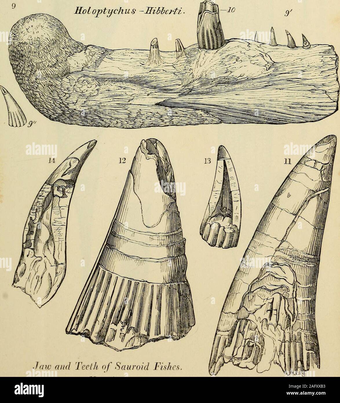 . Geologie und Mineralogie mit Bezug auf natürliche Theologie betrachtet. Charakteristischen Skalen der vier Aufträge der Fische - Agassiz. KoLoptychus - Hibbcr-ti.. Kiefer und Zähne des Sauroid Fische. Nat Größe. i/M{&Lt;P 5 J e^H. IP Stockfoto