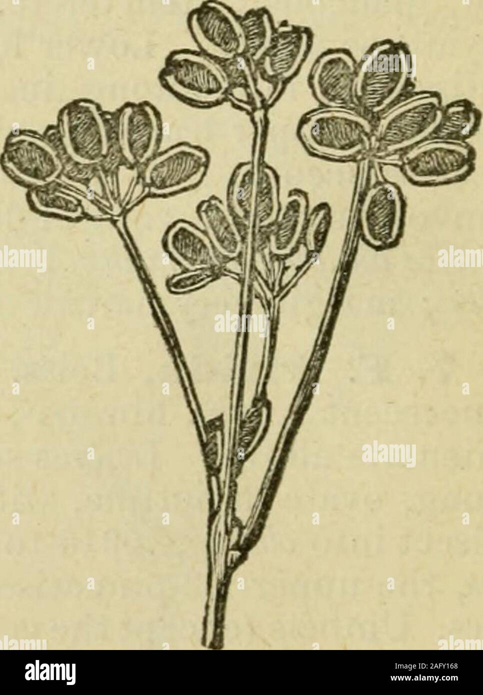 . Flora von Syrien, Palästina und Sinai: Von der Taurus zu Ras Muhammas und vom Mittelmeer in die syrische Wüste. cuminate Hüllblätter. Dolden sehr une-Qually 5-8-ray ^d, Obst beauftragt; mericarps Elliptische, 0,004 lang, 003 breit, mit grüne Scheibe, zweimal als broadas knappen Marge - Juni und Juli - mittlere Zone des Libanon, Antilebanon, Cassius und Amanus. 3. J. fiing^ Oia, Boiss. (D1, stemdichotomously Steif-Uanched oben. Blätter länglich in Grenzen, die unteren 3-3 - pinnatisect in schmale - lineare Lappen, mit etwas Drehgelenke Margen; dieoberen reduziert lanceolote - lineare, ACU-Minate hüllblätter. Um Stockfoto