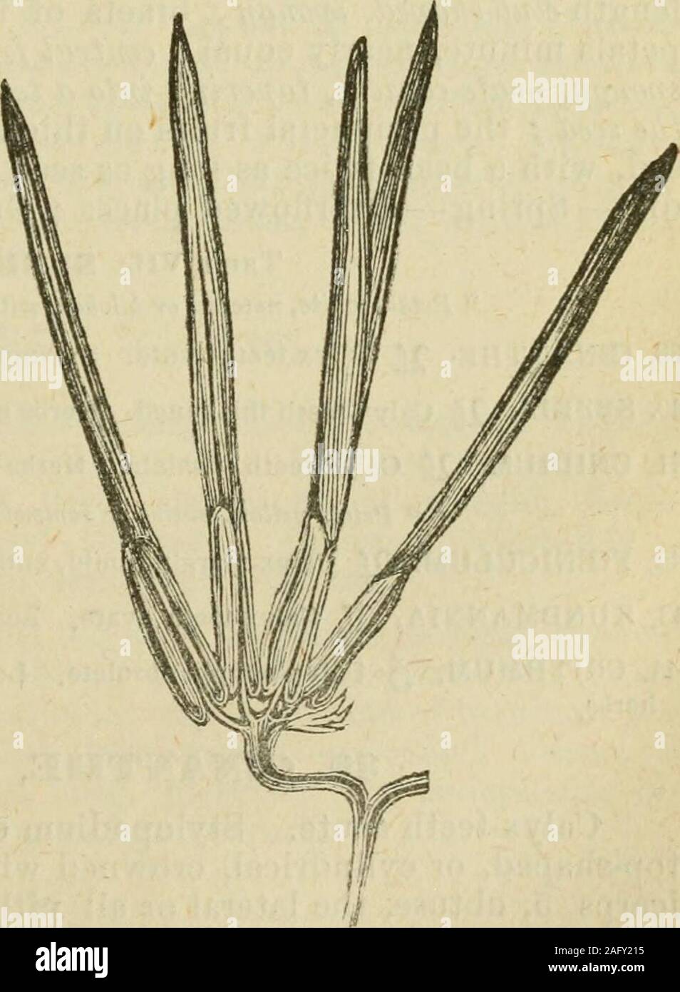 . Flora von Syrien, Palästina und Sinai: Von der Taurus zu Ras Muhammas und vom Mittelmeer in der syrischen Wüste. , Lanzettlichen, Ciliate; Früchte 0.003 Lang, eiförmig, thicklybeset mit kurzen, incurved, konisch, tohite pricMes; beaTc längliche; Narben - Frühling - OSTWÄRTS von aintab. 3 §. SCANDIX, L. ScANDix. Kelch - Zähne obsolet. Frucht seitlich zusammengedrückt, lange-beaked. Rippen von mericarps 5, stumpf. Equal, die seitlich am Rand. Öl- Röhrchen 1 in jedem Intervall, verdecken. Die Innenfläche des Albu - Männer tief ausgehöhlten - Jährliche, weiß blühenden Kräuter, Blätter 2-3-pinnatisect in lin-ear-subulate oder Ca Stockfoto