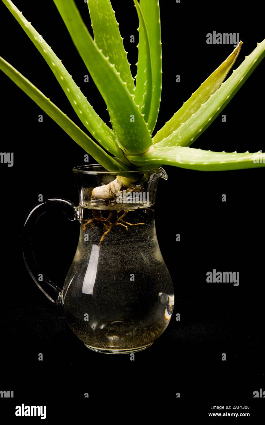 aloe vera and cranberry juice OKF Aloe Vera King Drink Cranberry Flavor 500ml main image 1