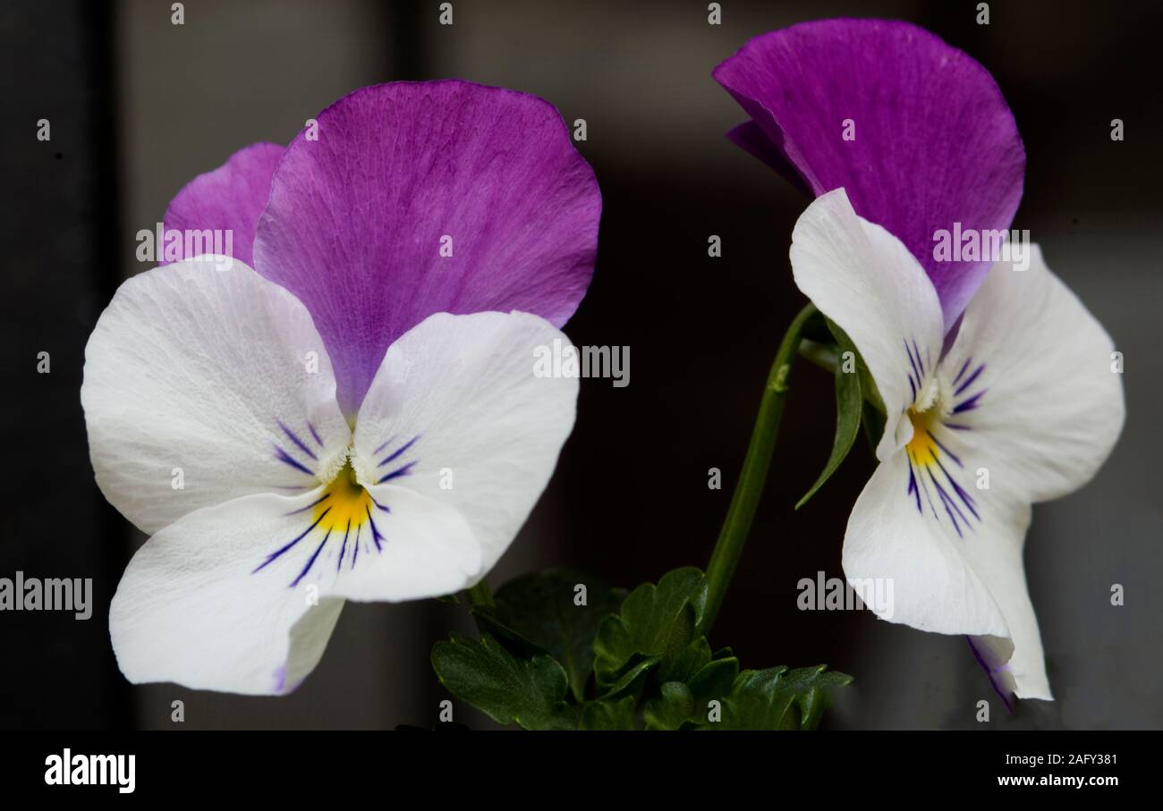 Schweizer Stiefmütterchen Blume in lila und weiß Stockfoto