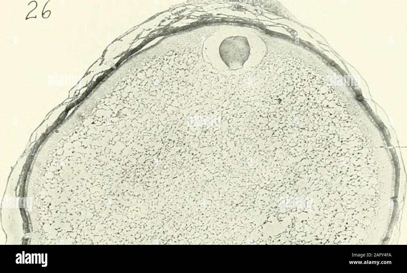 . Amtsblatt der Morphologie. JOURXAU oder Morphologie, VOL. 23, Nr. 2 321 Platte 5 ERLÄUTERUNG DER ZAHLEN 26 Eizelle, 1,74 x 1,44 mm, schneiden Sie etwa in der langen und polaren Achsen, butmuch in schnitterstellung verzerrt. Die germinal Vesikel eripheral ist]). Die Zukunft des latebra wird durch die feineren Maschenwerk im Zentrum der Oozyte angegeben. Mit einem Halb Zoll B. und L. Ziel, X 40. s./genommen;., periphere Protoplasma. 27 Eizelle, 2,5 mm. in der langen Achse (Life), X40, Leica Obj.-Nr. 2. Schnitt in polaren Achse, pcriiendicular zur langen Achse und komprimierte von rechts nach links zu schneiden. Thefollicular epith Stockfoto