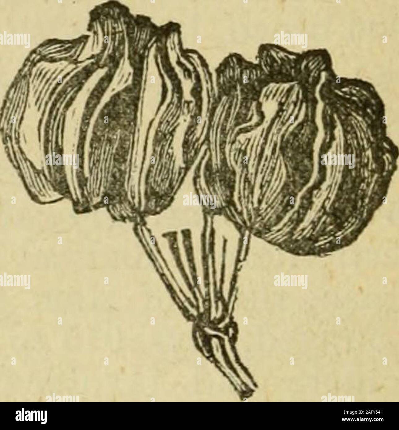 . Flora von Syrien, Palästina und Sinai: Von der Taurus zu Ras Muhammas und vom Mittelmeer in der syrischen Wüste. -4- pinnatisect in 0,002 zu 0,004, linear, überfüllt, Diucronatelobules. Dolden 5-7 geröntgt; hüllblätter von Hülle und involucel linear-Lanzettlichen; Obst dreimal so lange wie Fruchtstiels, eiförmig, an der Spitze gedrückt; Flügel gerade, schwammig an der Basis, mit dreieckigen, Querschnitt, andentire, akute Margen, viel schmaler als der Durchmesser von Saatgut - Mai - Schluchten auf der Ostflanke des Hermon; Tel Shihan (leja). 19. COL.L. ADOJVIA, D.C. Colladonia. Oalyx - Zähne, Kurzschluss oder 0. Festplatte cup-shaped, br Stockfoto