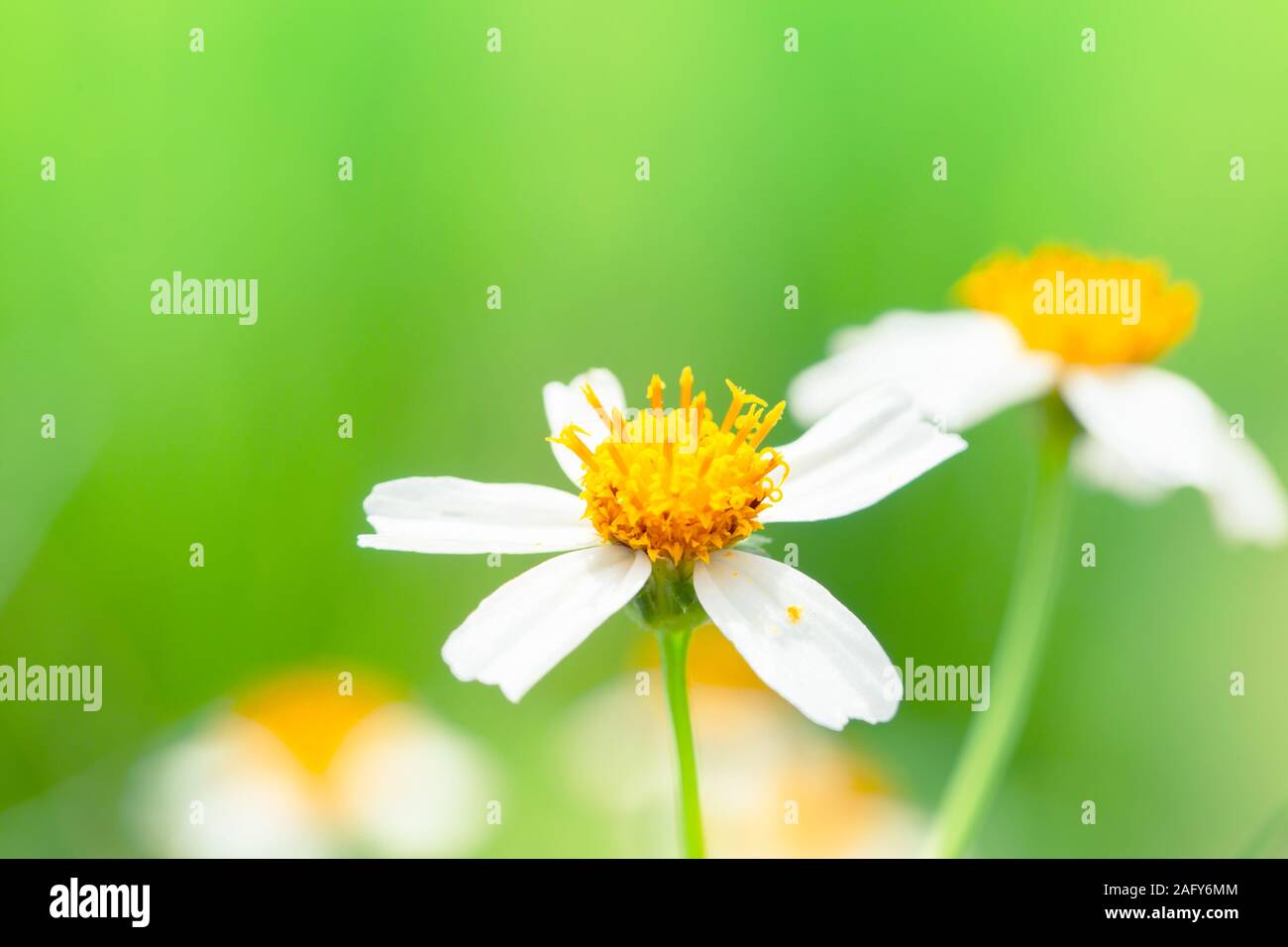 Kleine Gras Blume Makro Nahaufnahme grüne Natur von Coat tasten Blume. Stockfoto