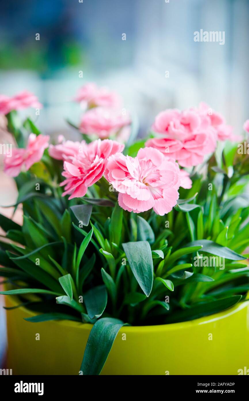 Rosa Nelke Blumen in Vase Stockfoto