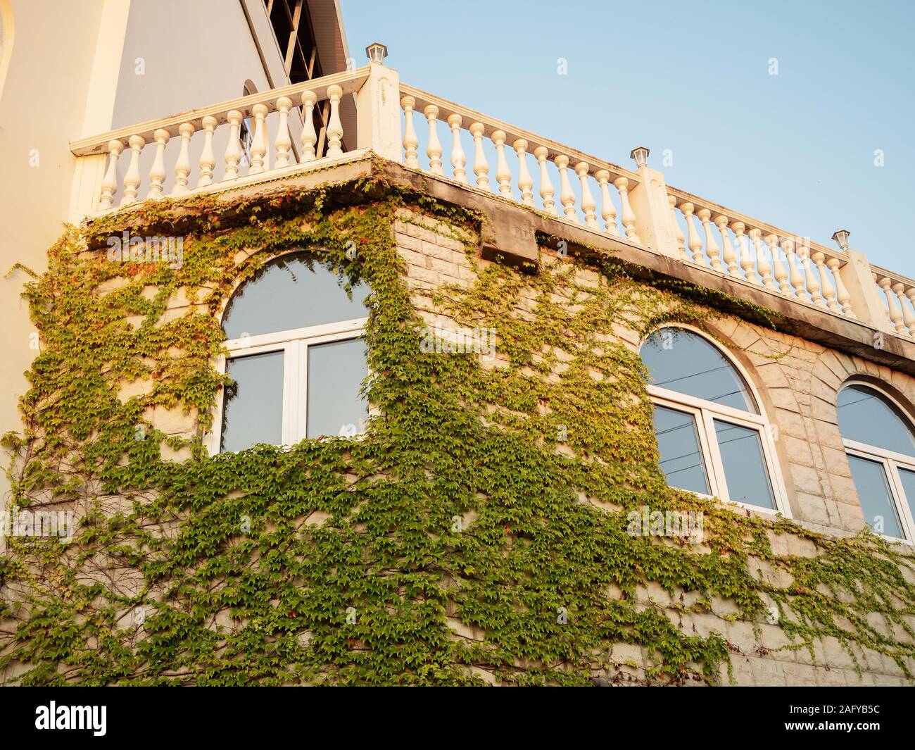 hedera algeriensis hibberd Hedera algeriensis 'Marble' main image 0