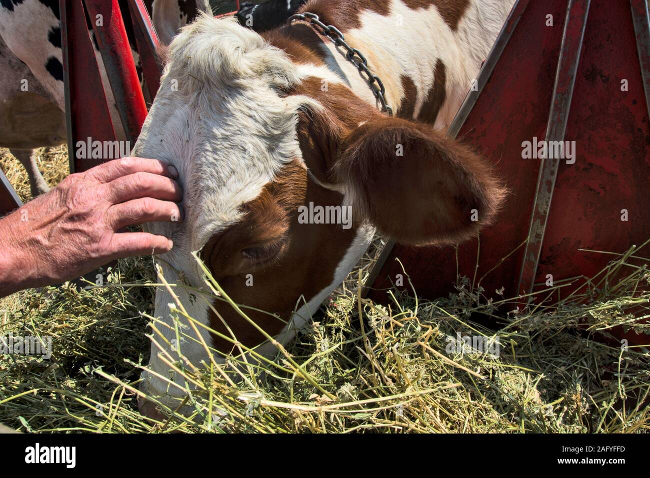 Der Eigentümer streichelt ihr Liebling Kuh auf den Kopf, als Sie das Essen nimmt. Stockfoto