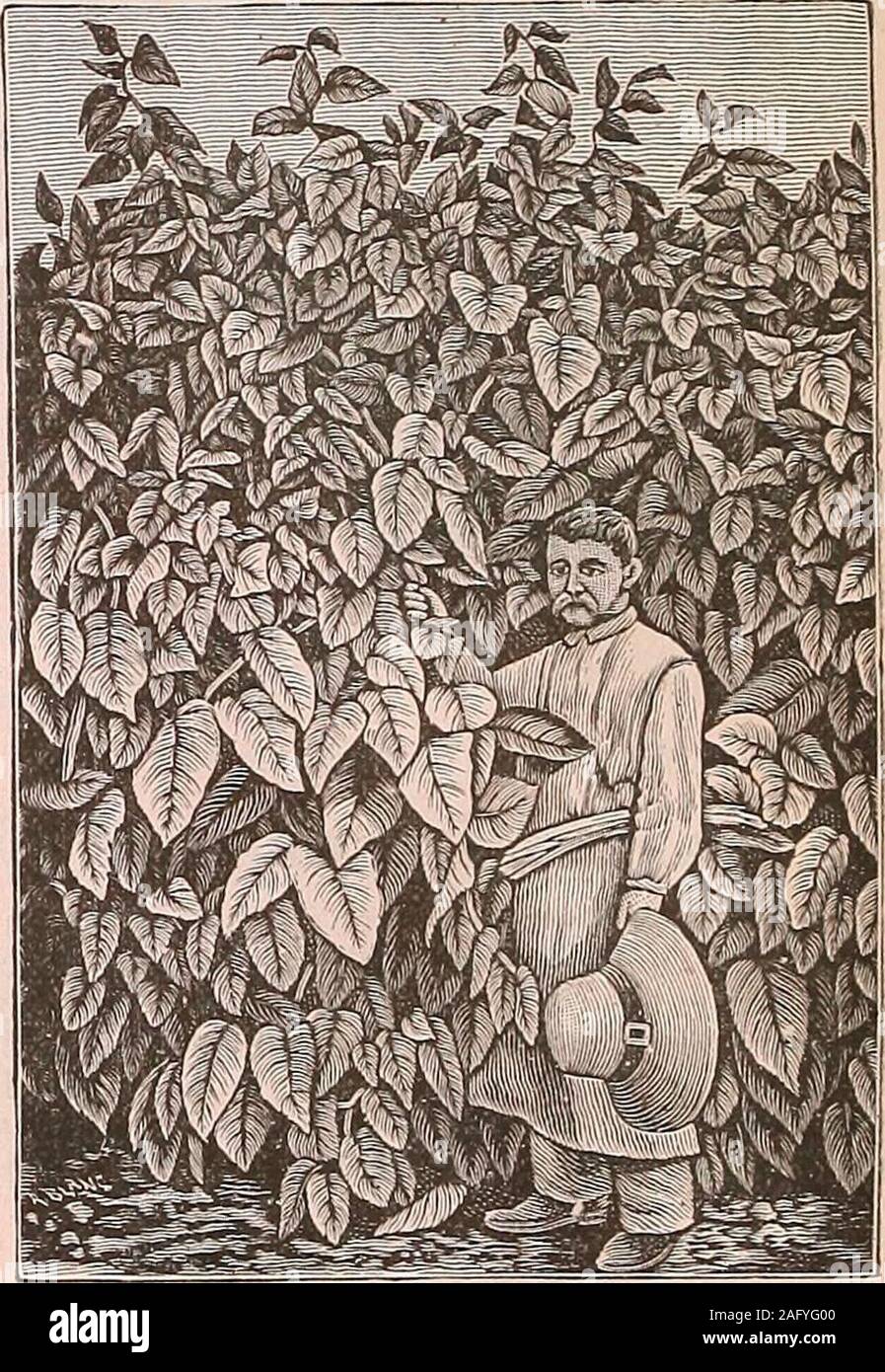 . James J.H. Gregory & Sohn Katalog von selbst angebauten Samen. deners Chronik, Gartenbau dargestellt, TheJournal der Gartenbau, die Indische Landwirt, ThePractical Bauer, und verschiedenen ausländischen Publikationen. Besondere Anreize für Rinder Erbauer, die eine Testversion von diesem wertvollen Futter Anlage tomake, und jene willingto einzuführen angeboten. Samen pro Unze, $ 2,50; pro Paket, 15 cts. Wurzeln, 1 pro Mail, 25 cts.; .3 Pro Mail, 60 cts.: 1 Dutzend permail, $ 2,00. Tor-POST MANGOLD. In England, wo runkelrüben sind sehr viel zuverlässigerals weitgehend als bei uns, das hat der Favorit Vielfalt geworden, wie es ist Stockfoto