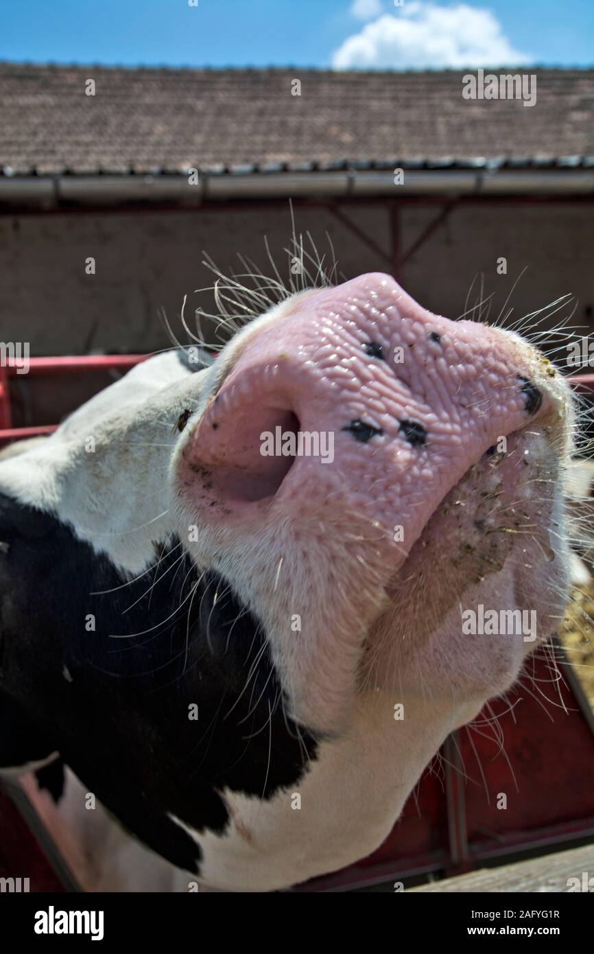 Inländische Kuh, wird drinnen Corral trat seine Nase in Gruß. Stockfoto