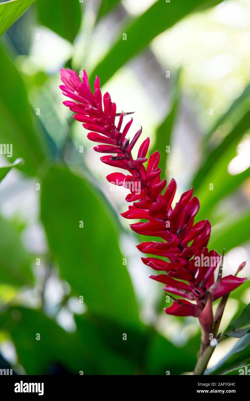 Rote Pagodenblume Pflanze Fotos Und Bildmaterial In Hoher Aufl sung Alamy
